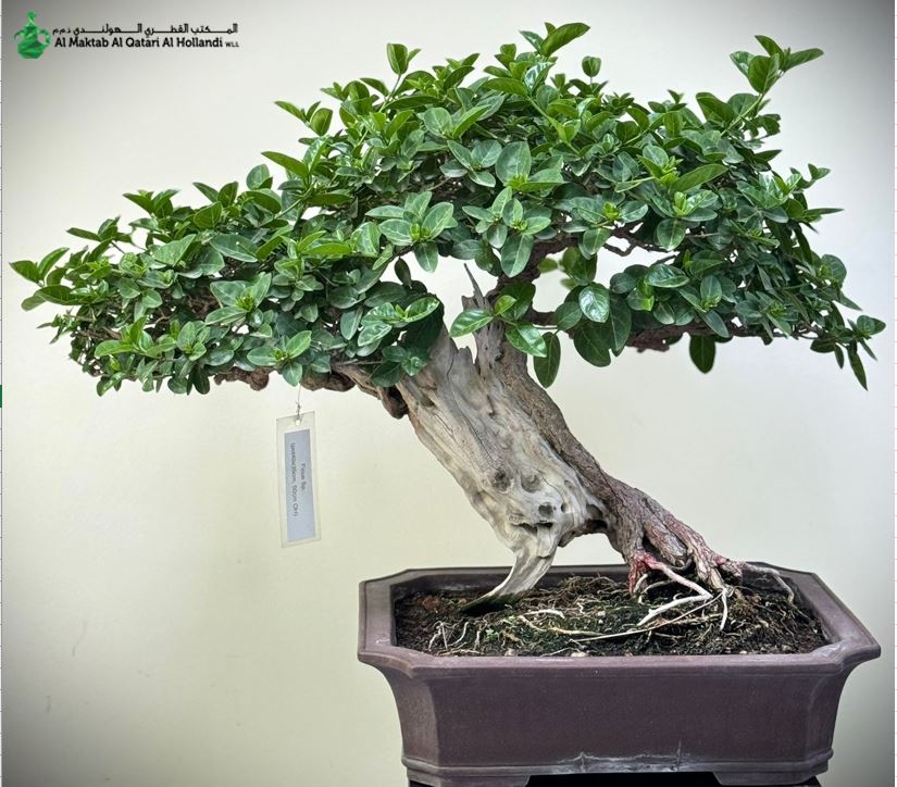 BONSAI (1) Ficus Bonsai