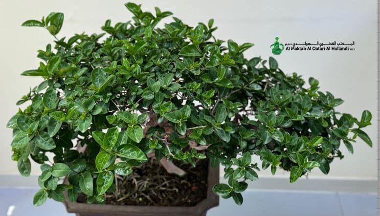 BONSAI (4) Ficus Bonsai