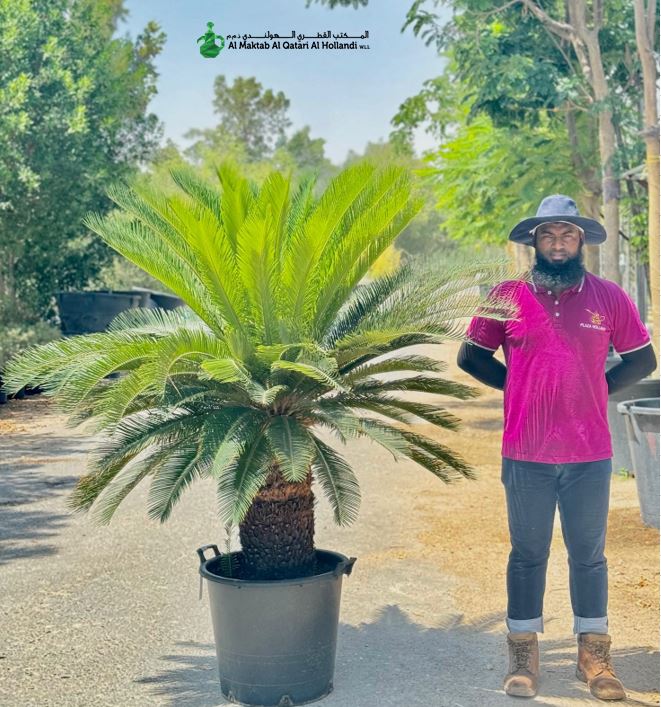 PL FJM138 Cycas Revoluta