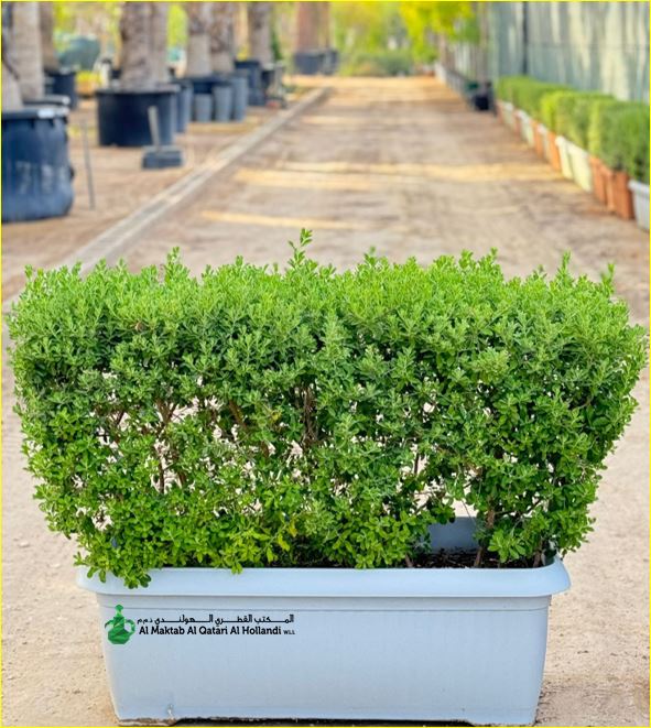 PL MQH344 (2) Leucophyllum Frutescens Fence Shape