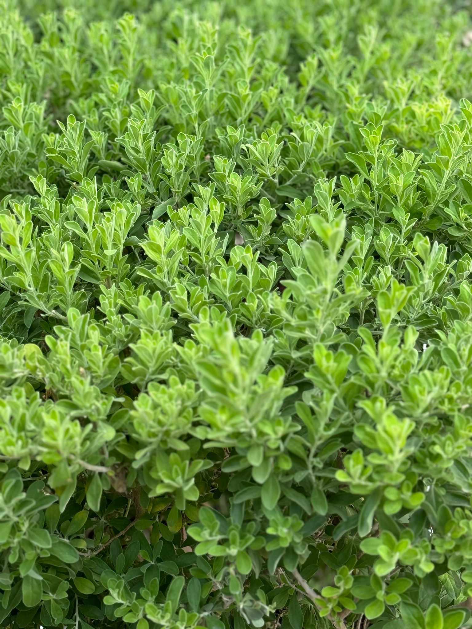 PL MQH344 (3) Leucophyllum Frutescens Fence Shape