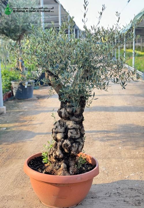 PL OLV162 Olea Europaea Bonsai