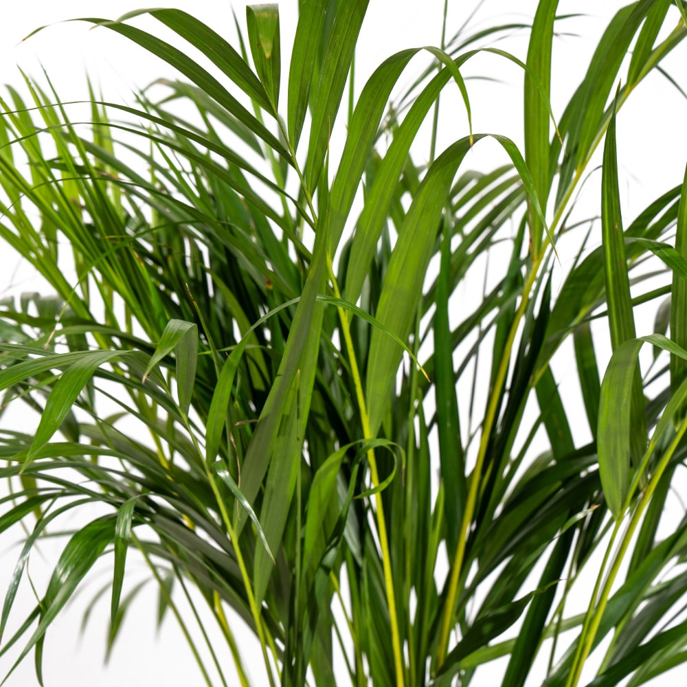9.2 Majestic Golden Howea Palm