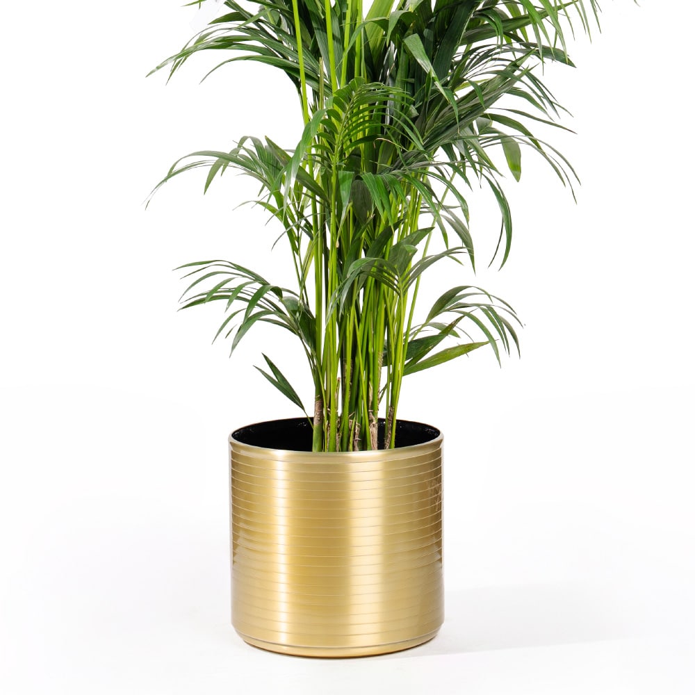 9.3 Majestic Golden Howea Palm