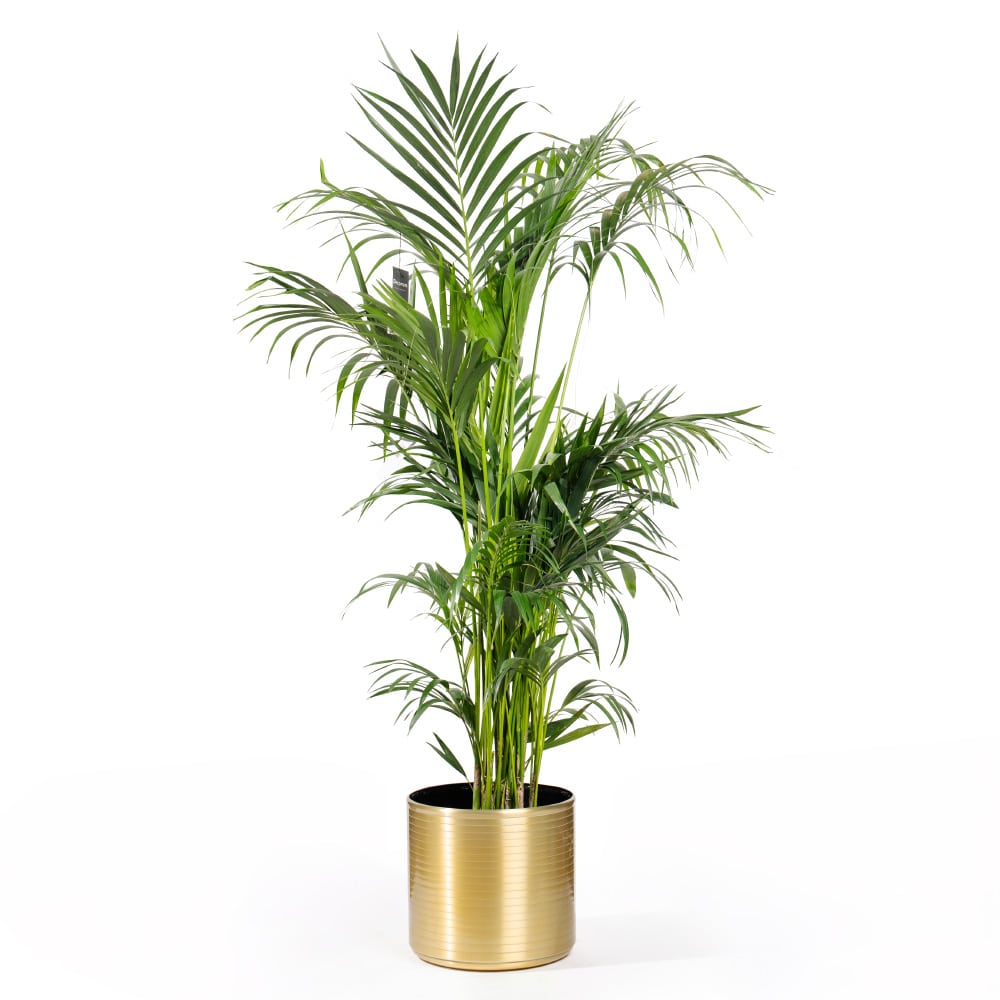 9 Majestic Golden Howea Palm