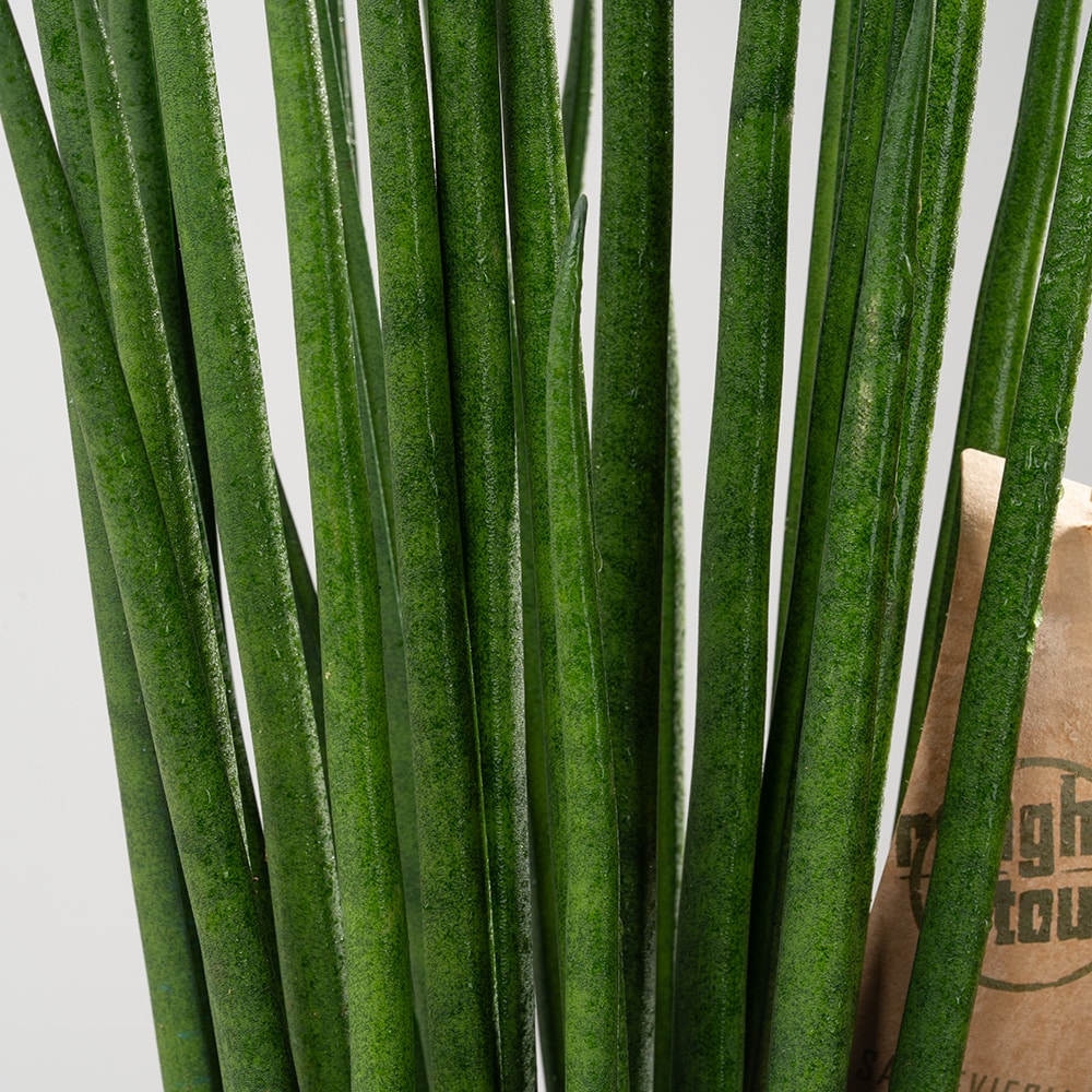 5.2 47cm Sansevieria Green Guardian