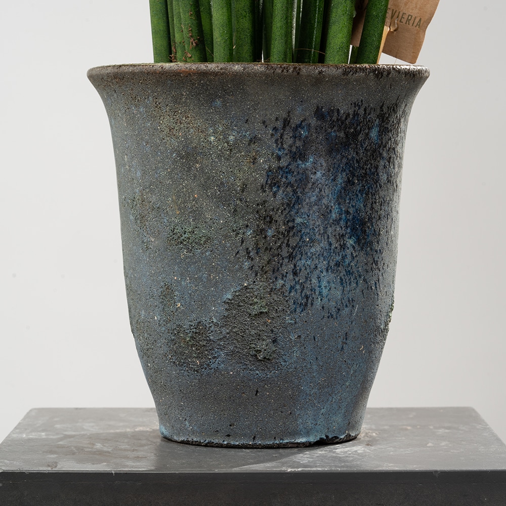 5.3 47cm Sansevieria Green Guardian
