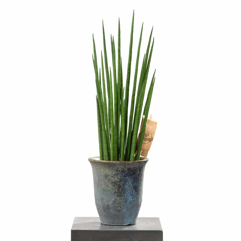 GCW 06 47cm Sansevieria Green Guardian