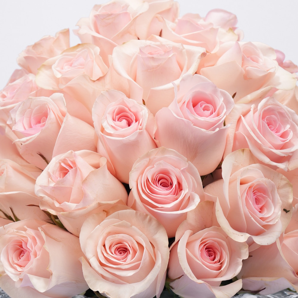 P 01A Elegant 60 Roses Bloom