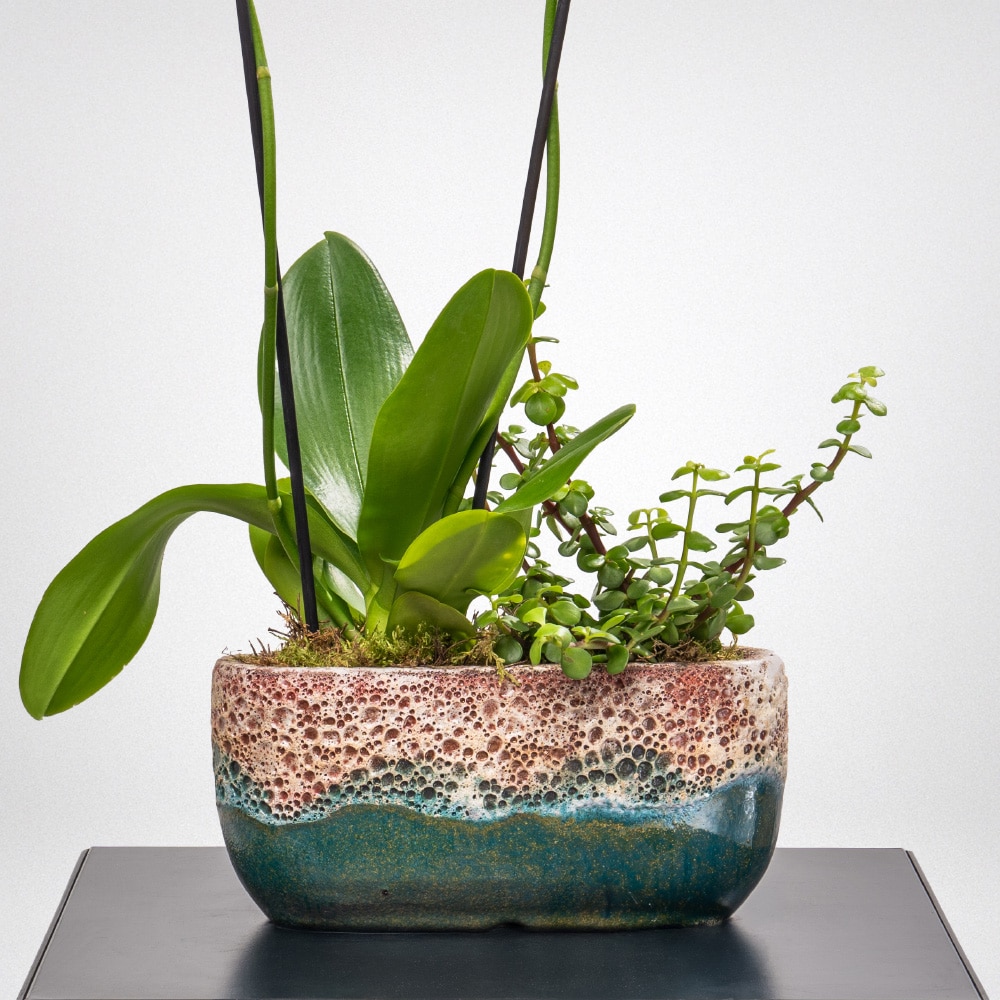11.2 Phalaenopsis and Portulaca Plant in a Terracotta Ceramic Pot