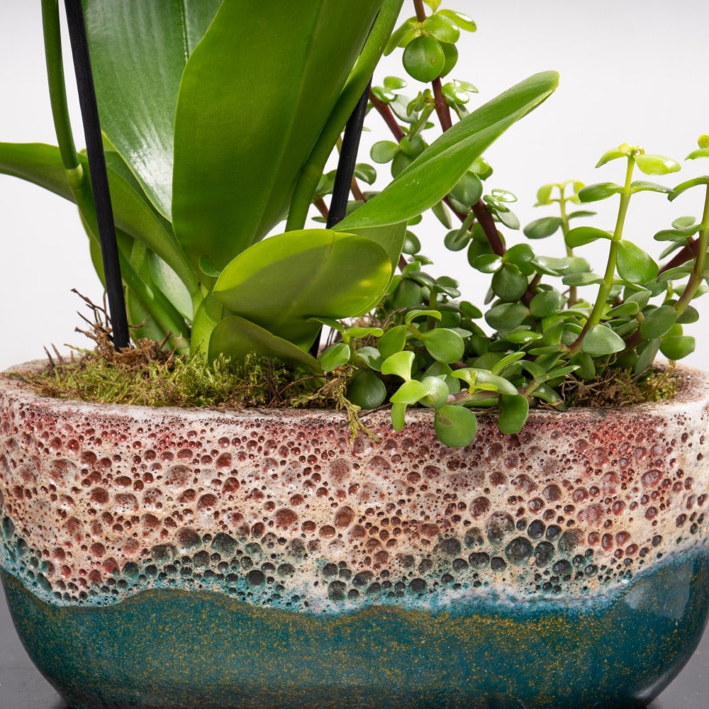 11.4 Phalaenopsis and Portulaca Plant in a Terracotta Ceramic Pot
