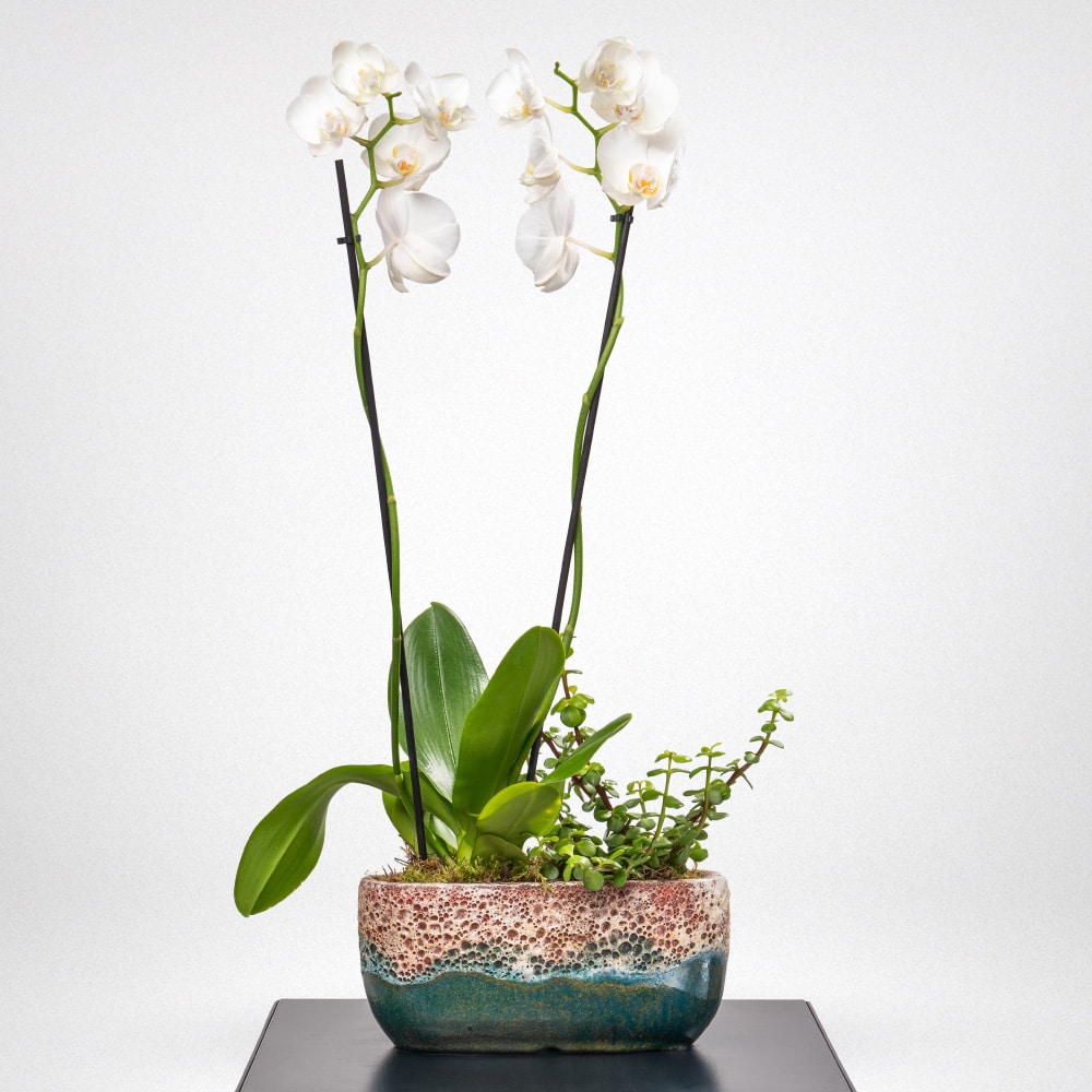 Phalaenopsis and Portulaca Plant in a Terracotta Ceramic Pot Phalaenopsis and Portulaca Plant in a Terracotta Ceramic Pot