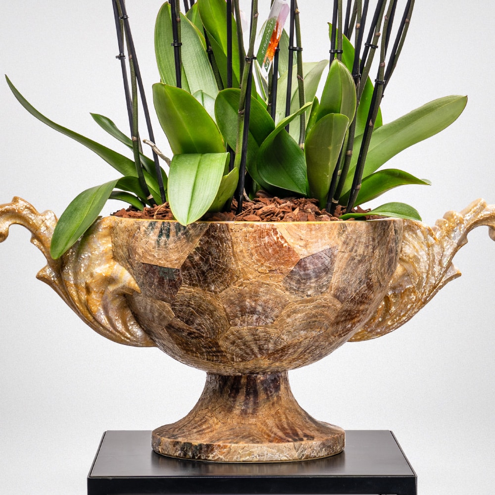 14.2 Elegant Phalaenopsis Orchid in Decorative Planter