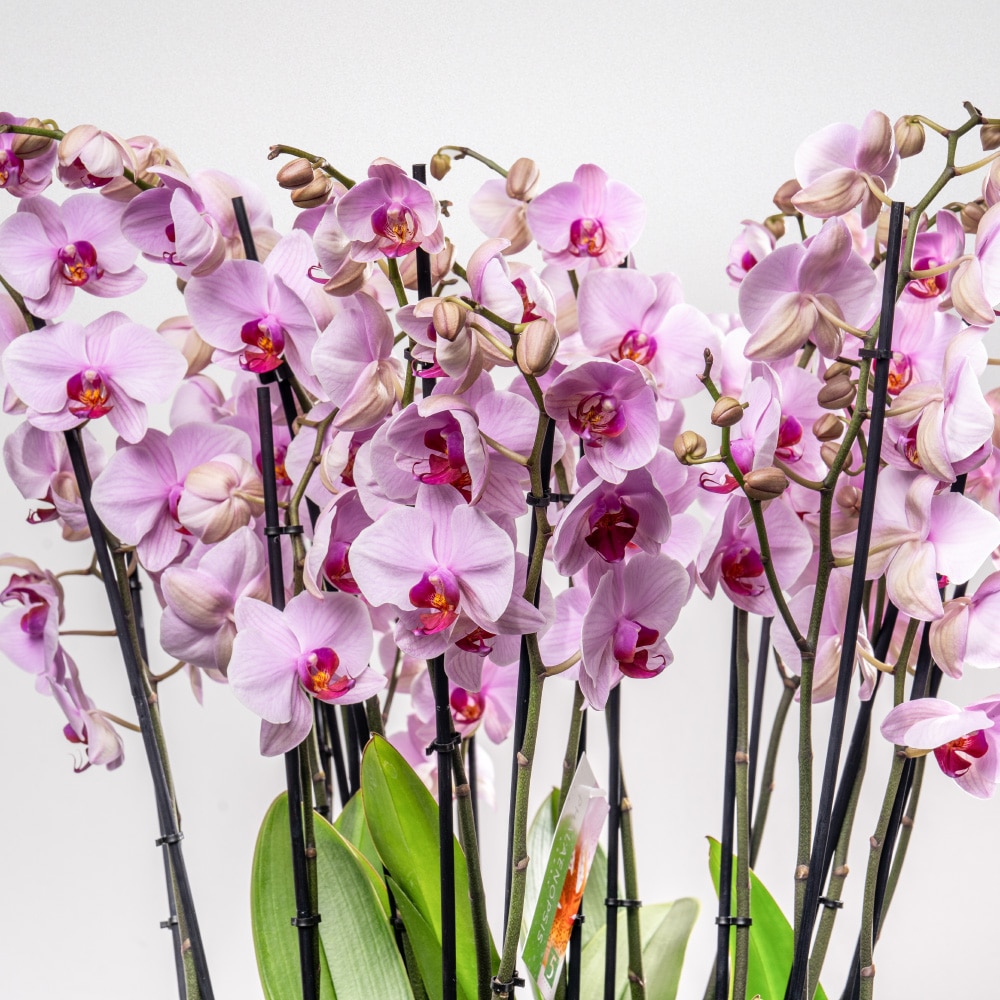 14.3 Elegant Phalaenopsis Orchid in Decorative Planter