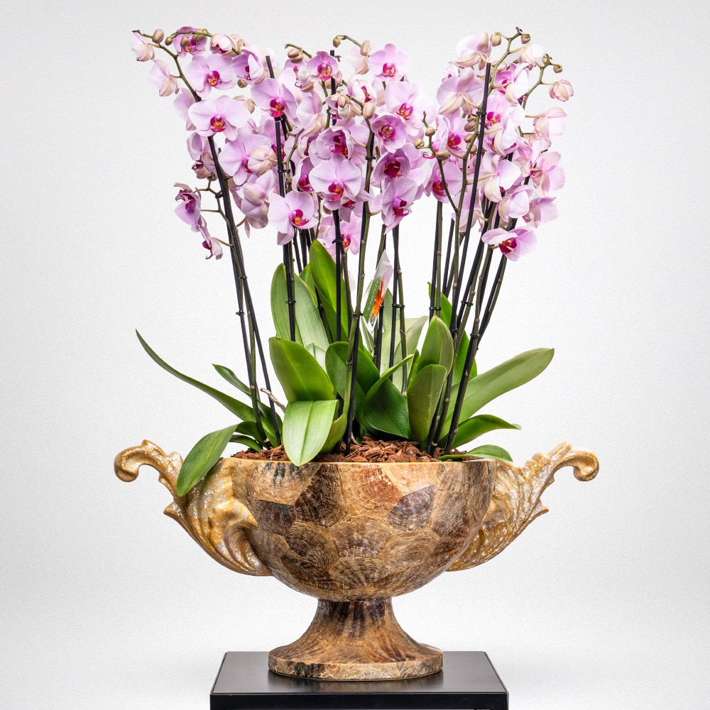 14 Elegant Phalaenopsis Orchid in Decorative Planter