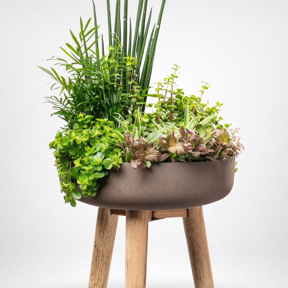 20.2 Mixed Succulent Delight: Fittonia, Peperomia, Portulaca