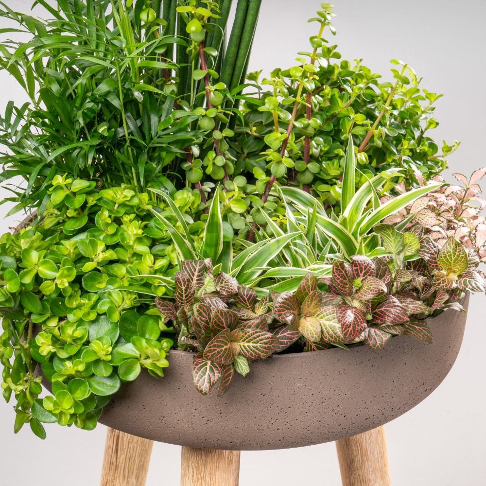 20.3 Mixed Succulent Delight: Fittonia, Peperomia, Portulaca