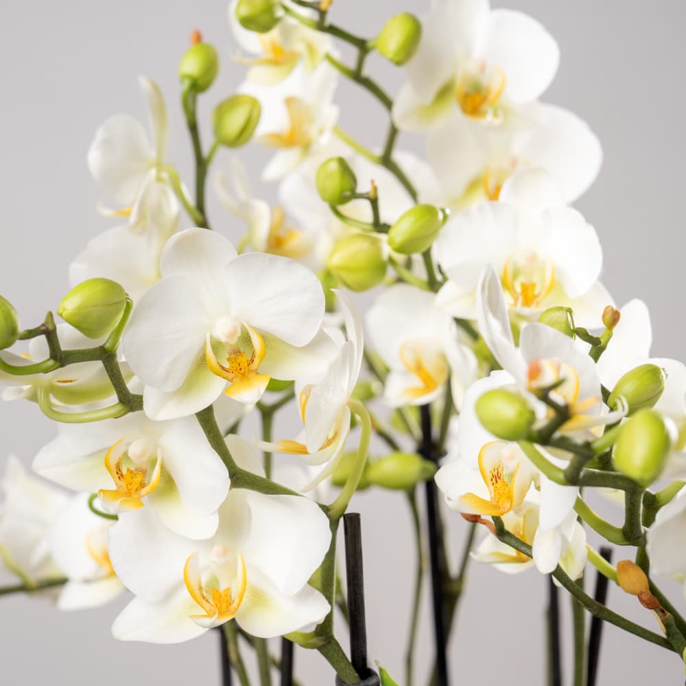 4.2 White Phalaenopsis in a Terracotta Pot