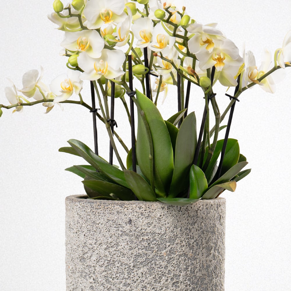4.3 White Phalaenopsis in a Terracotta Pot