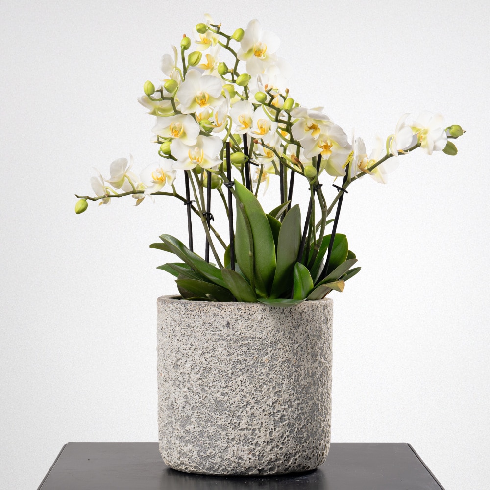 4 White Phalaenopsis in a Terracotta Pot