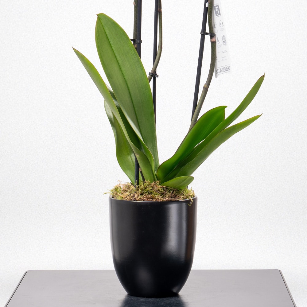 7.2 Phalaenopsis Orchid in black Pot