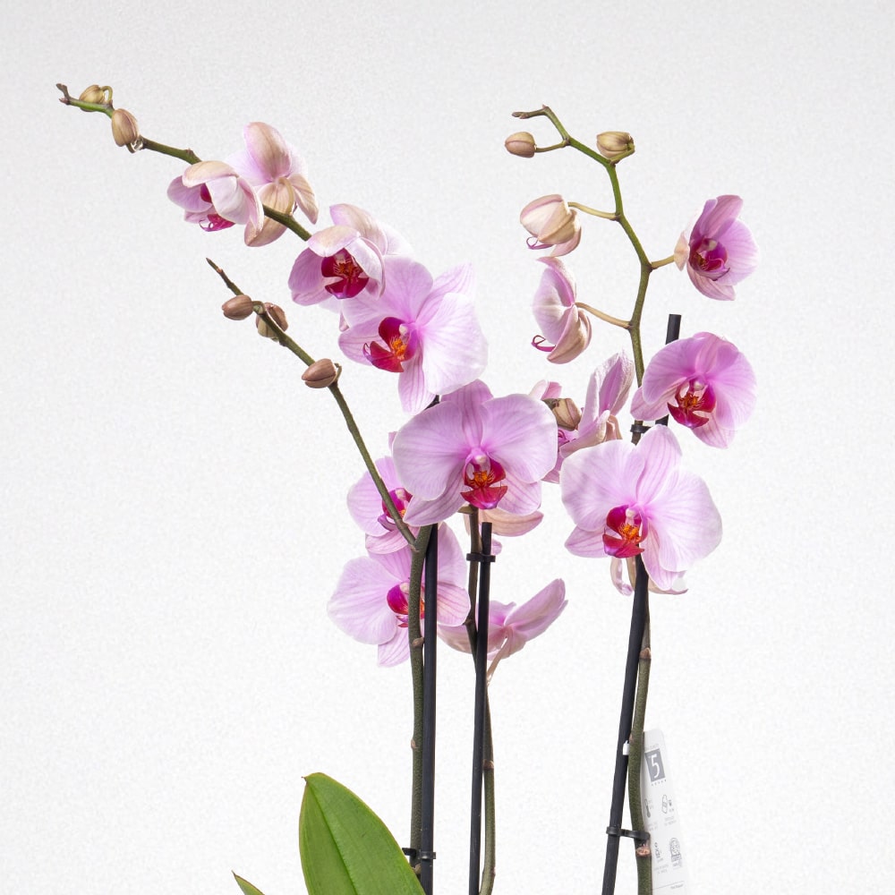 7.3 Phalaenopsis Orchid in black Pot