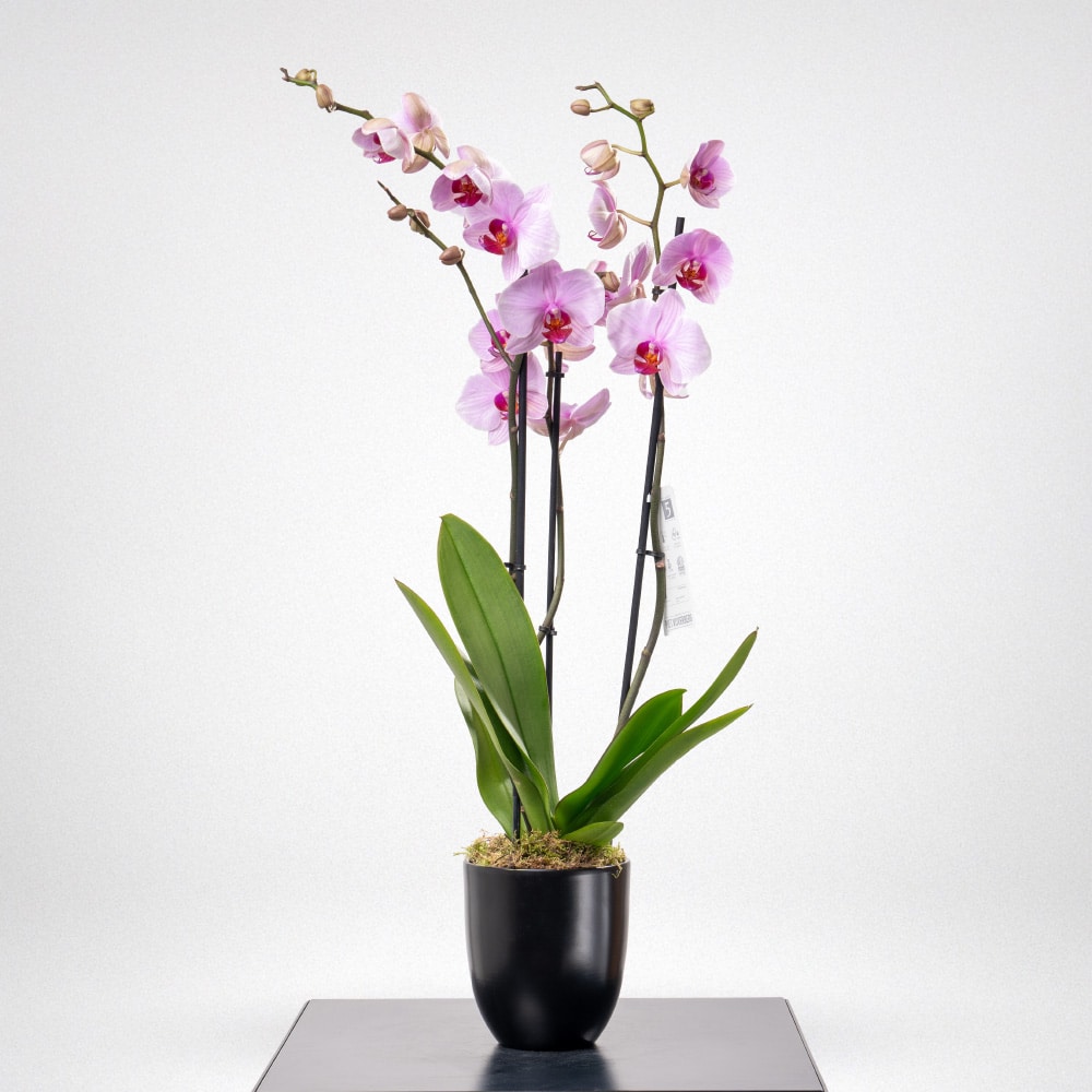 Phalaenopsis Orchid in black Pot Phalaenopsis Orchid in black Pot