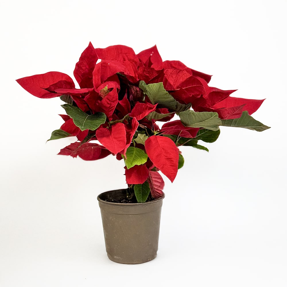 1 Christmas Bliss Poinsettia Plant - 35 cm Potted Beauty