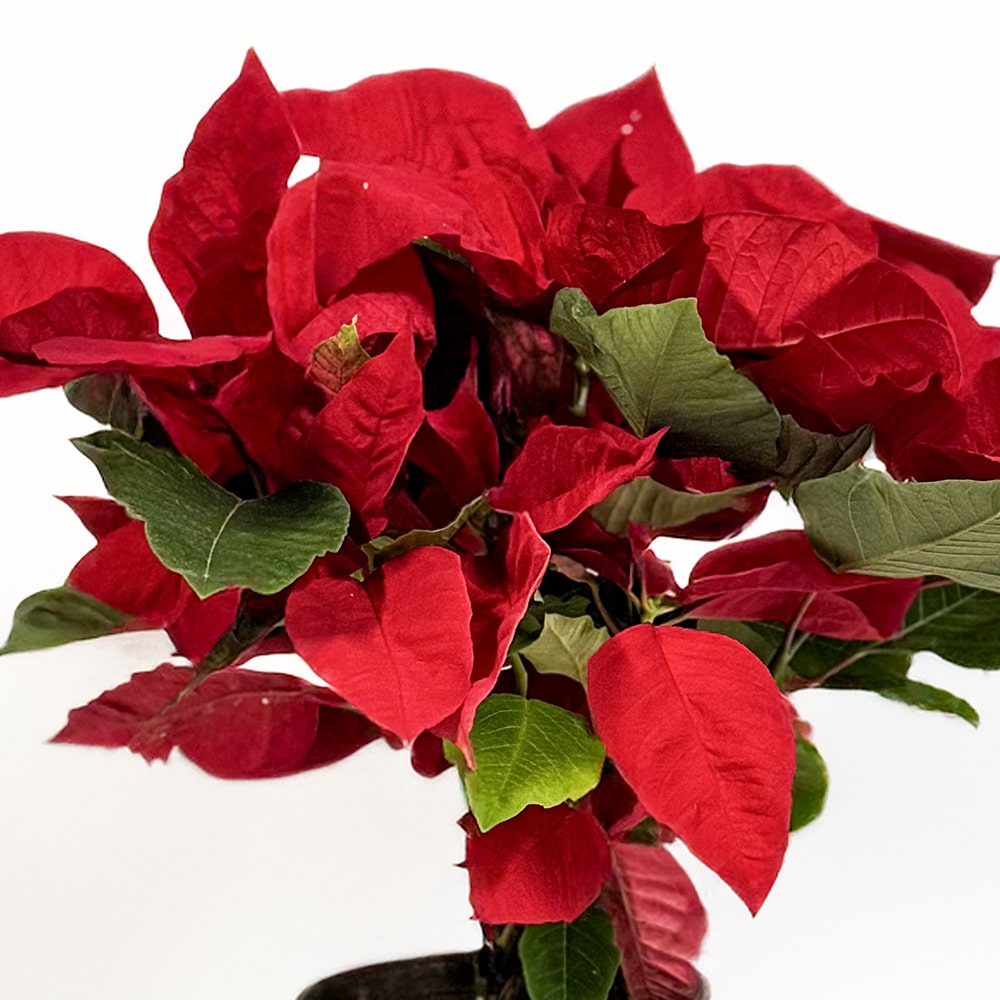 1.2 Christmas Bliss Poinsettia Plant - 35 cm Potted Beauty