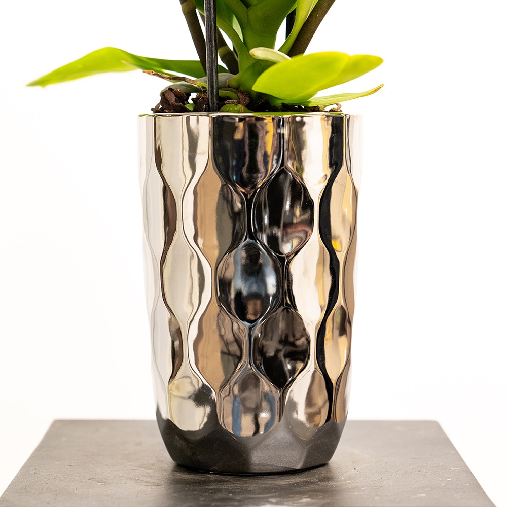 DSC06138-1 White Phalaenopsis Orchid in Textured Sliver Pot Edition