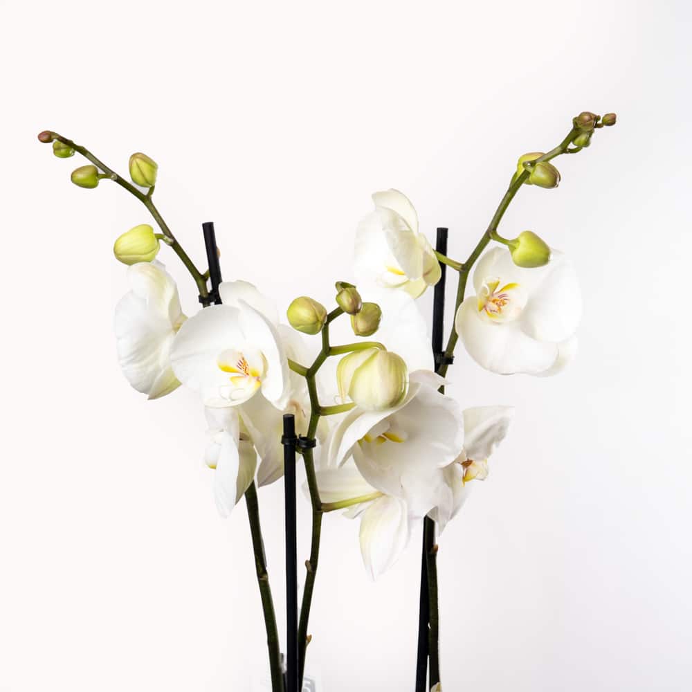 DSC06150 White Phalaenopsis Orchid in Textured Gold Pot Edition