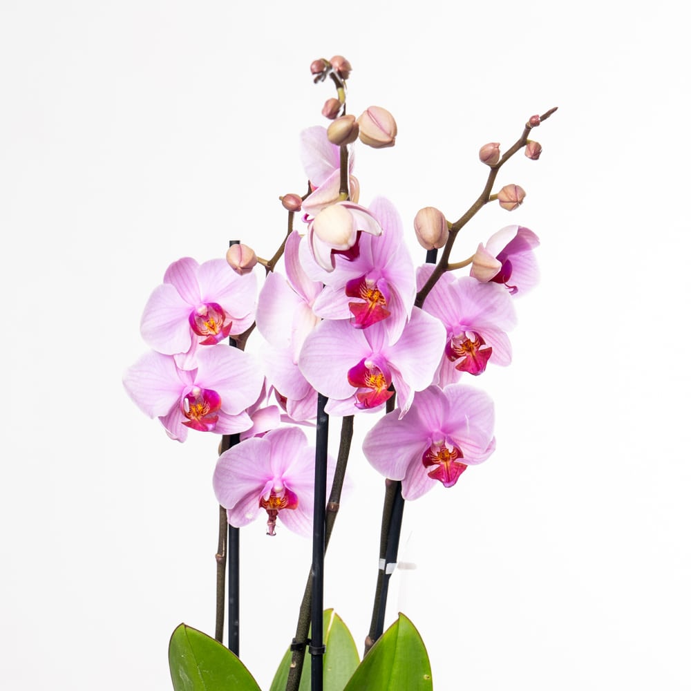 DSC06154 Phalaenopsis Pink Orchid - Texture Gold Pot Edition
