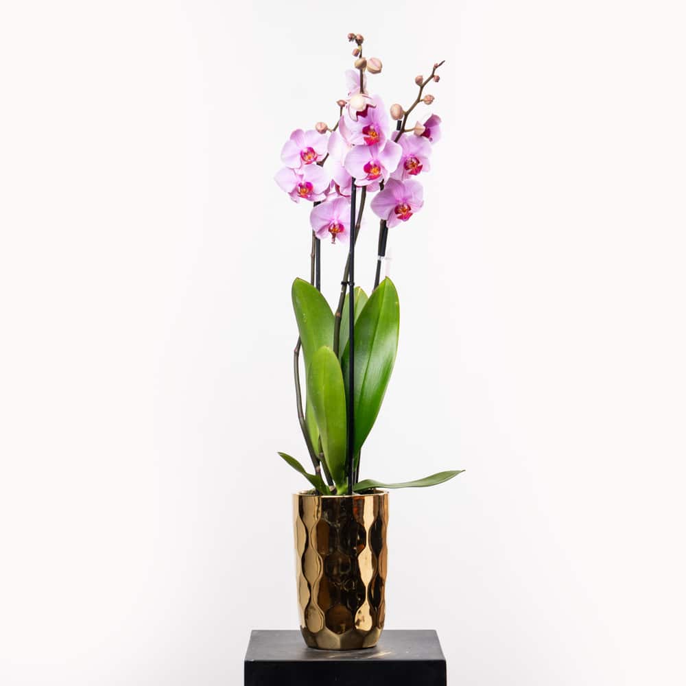 DSC06158 Phalaenopsis Pink Orchid - Decorative Texture Pot Edition