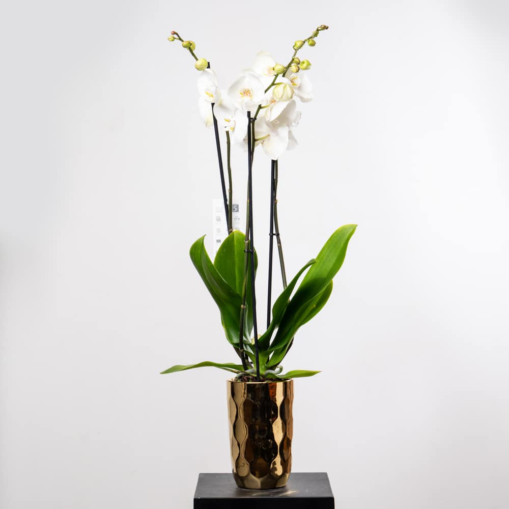 DSC06165 White Phalaenopsis Orchid in Textured Sliver Pot Edition