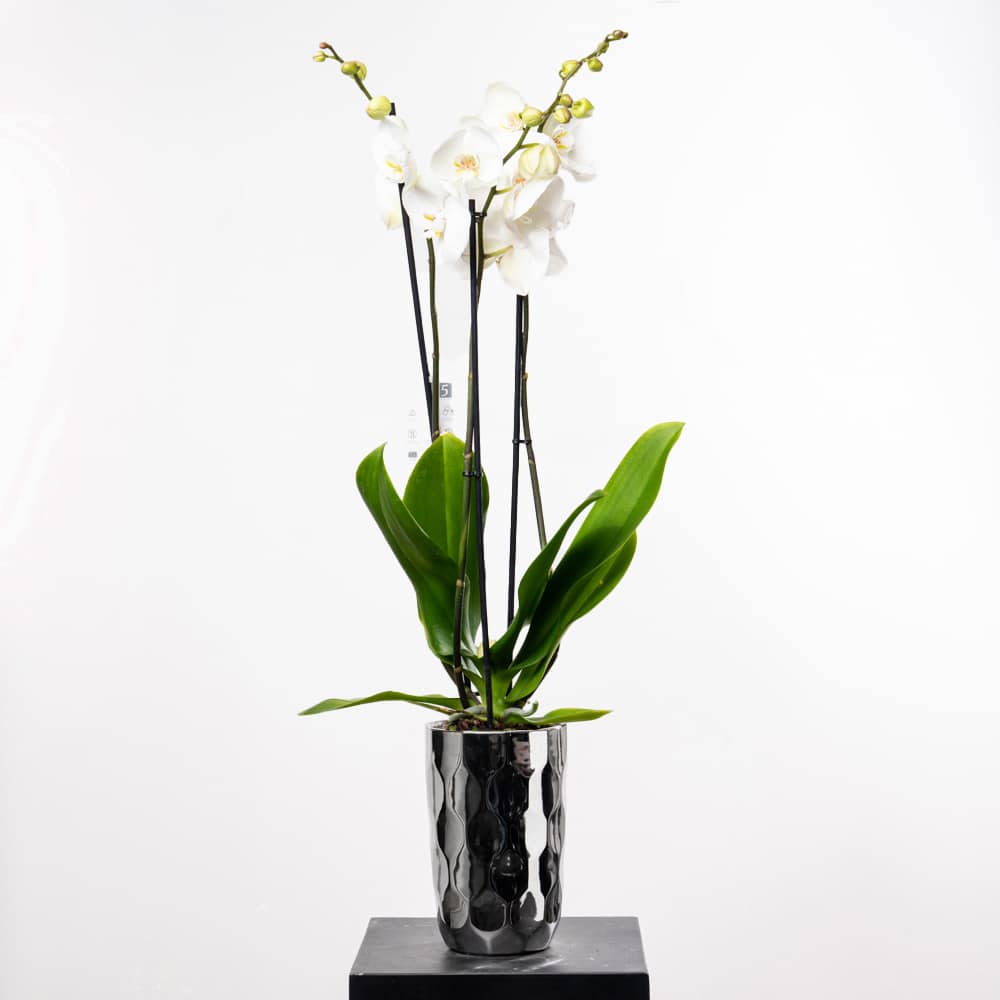 Silver White Phalaenopsis Orchid in Textured Sliver Pot Edition