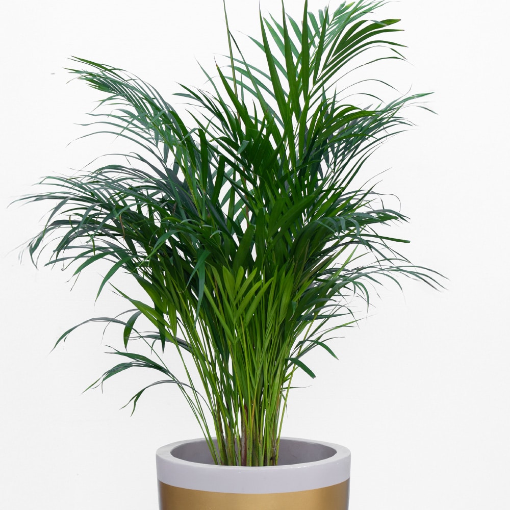 1.2 Areca Palm in a Stylish Pot