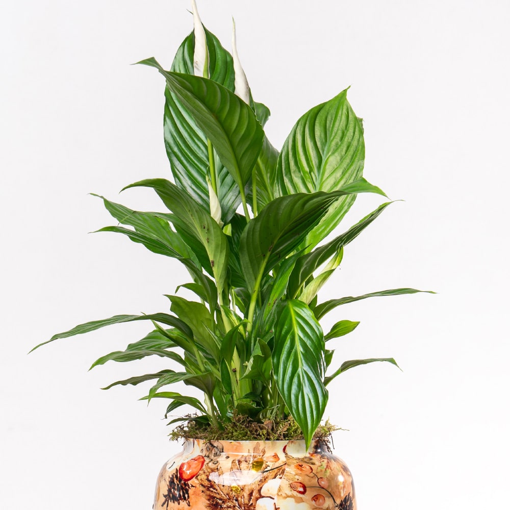 10.2 Spathiphyllum with Metal Planter - 70 cm Tall