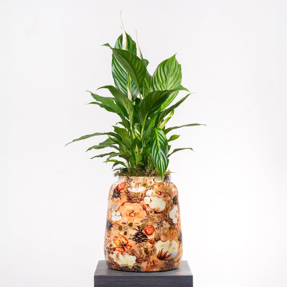 pathiphyllum with Metal Planter pathiphyllum with Metal Planter
