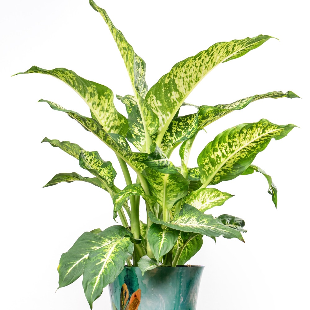 11.3 Dieffenbachia in Metal Pot - 85 cm Height
