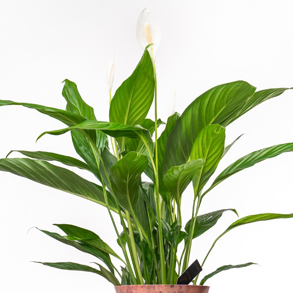 12.3 Spathiphyllum in Metal Pot - 100 cm Height