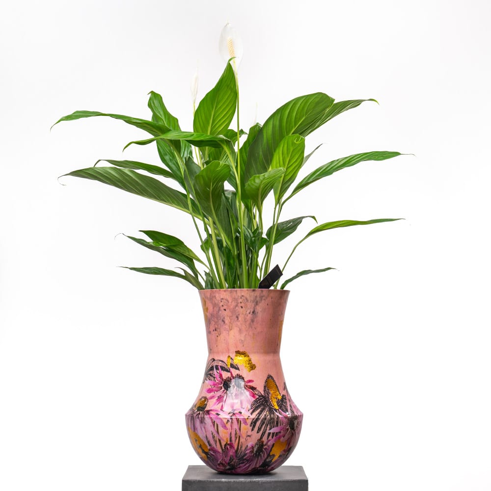 12 Spathiphyllum in Metal Pot - 100 cm Height