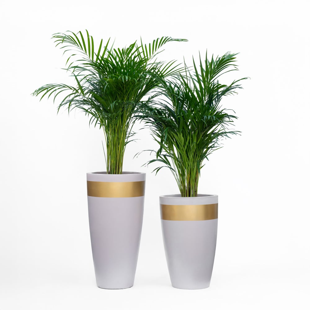 2 Areca Palm in a Pot