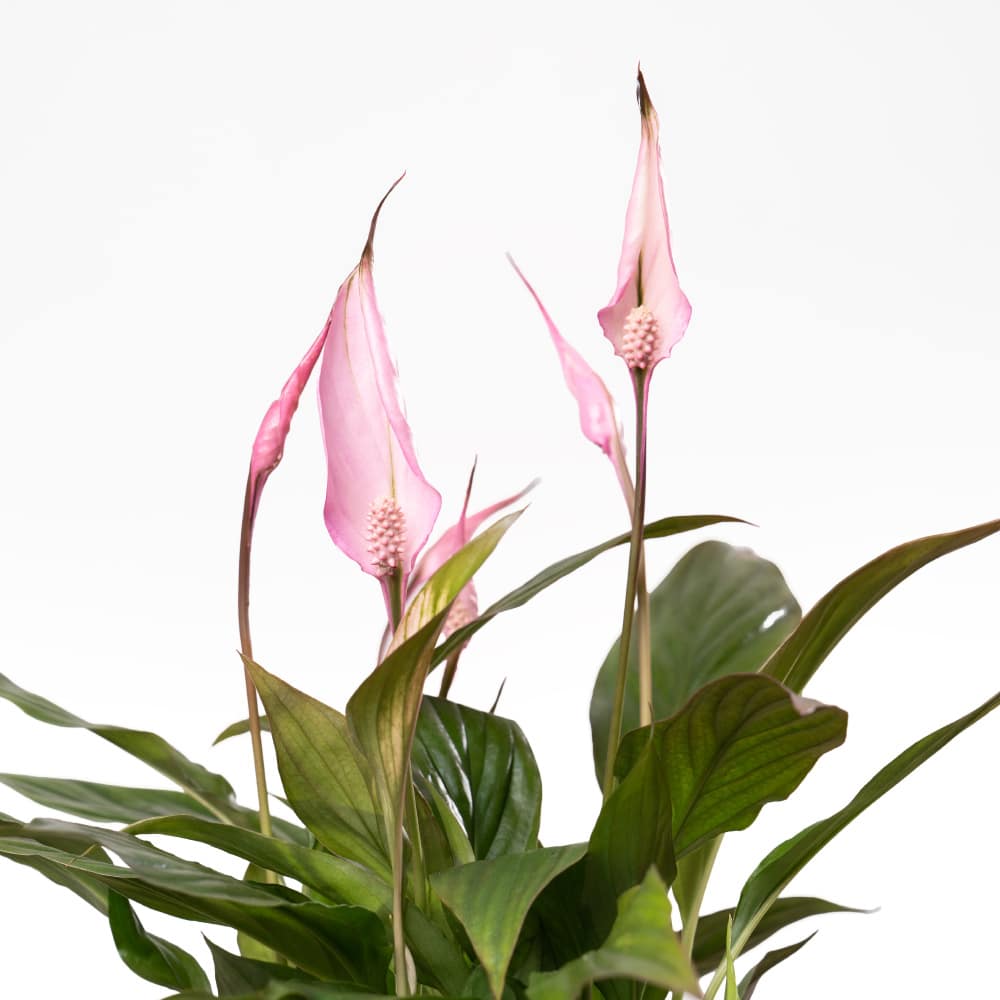 2.2 Spathiphyllum with Pink Ceramic Pot - 45 cm Height