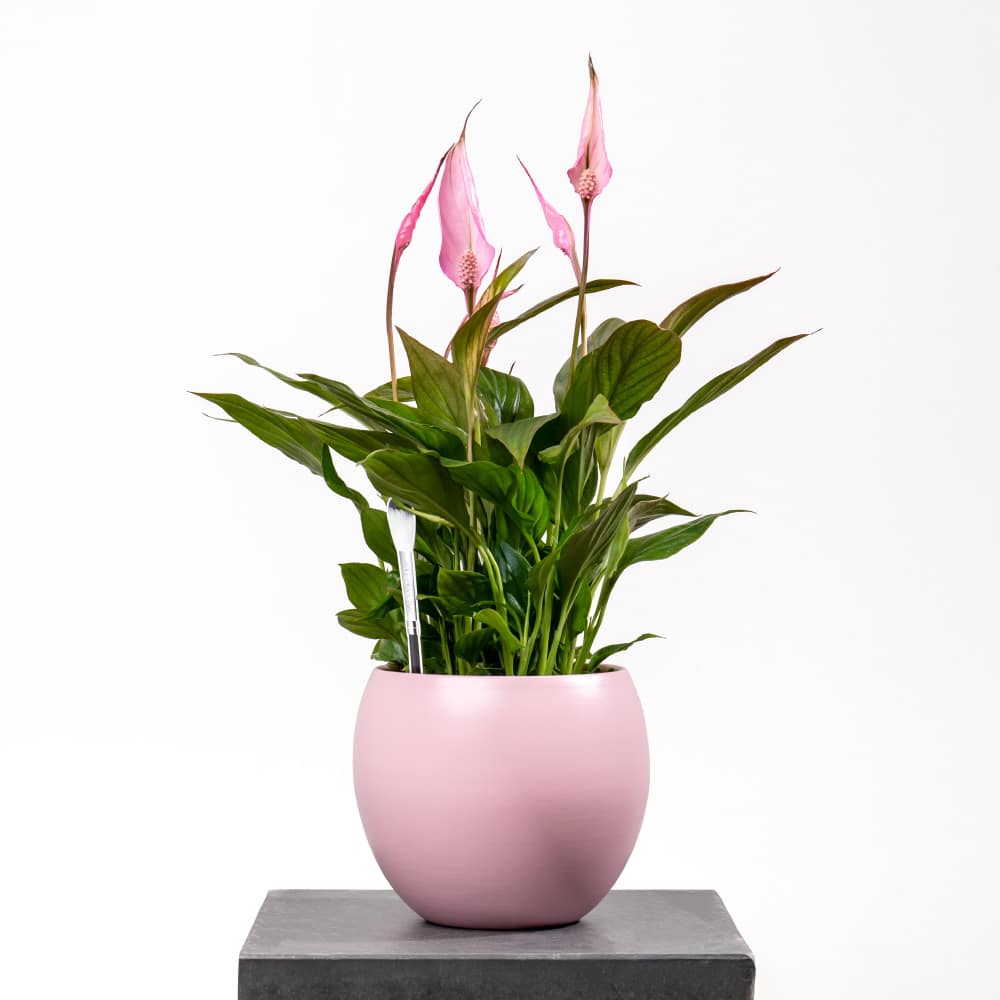 Spathiphyllum Plant in Elegant Ceramic Pot Spathiphyllum Plant in Elegant Ceramic Pot (H-45cm)