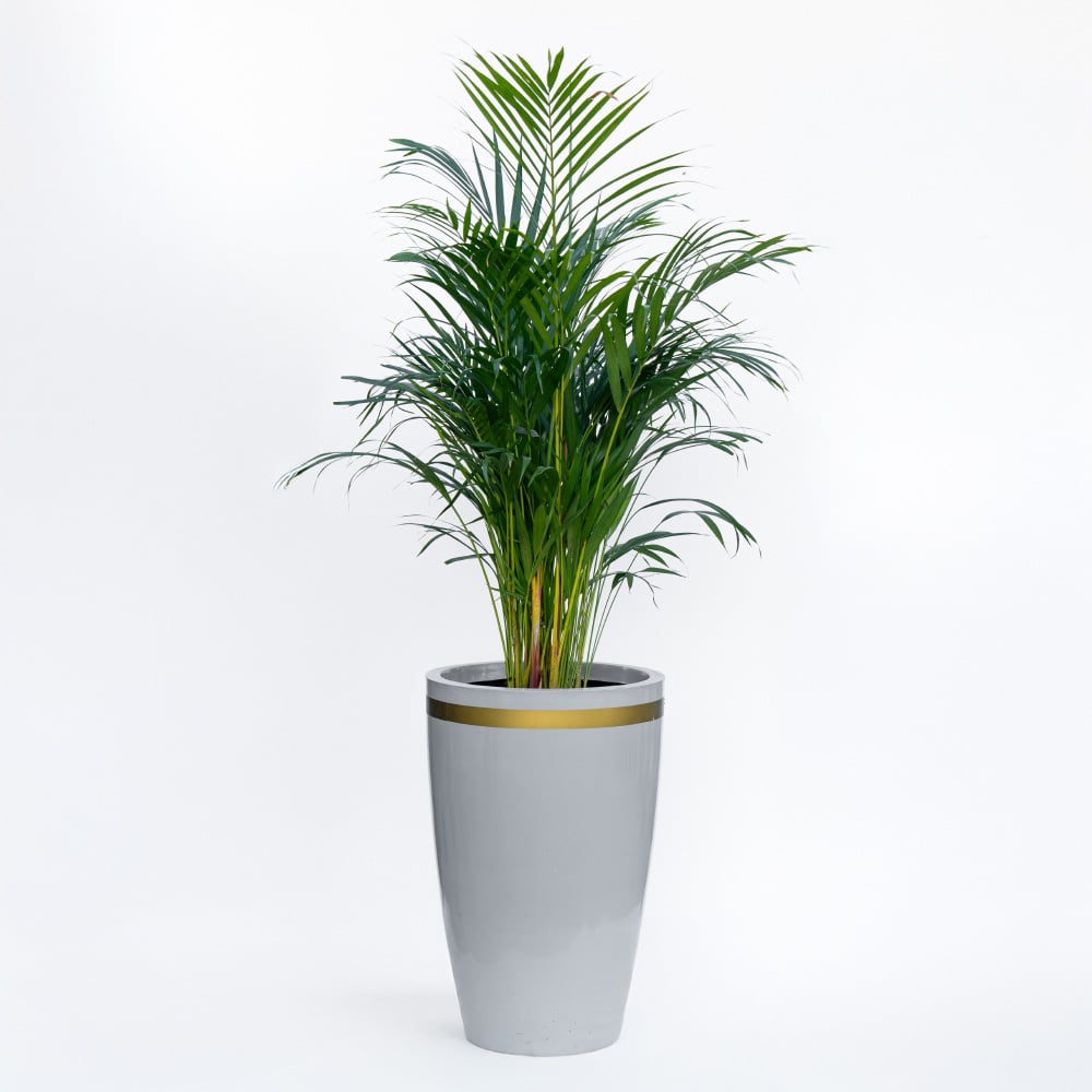 Areca Areca