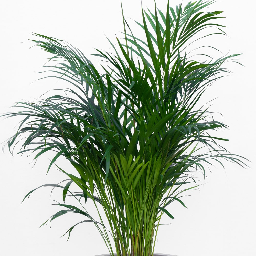 3.2 Areca Palm in a Stylish Pot