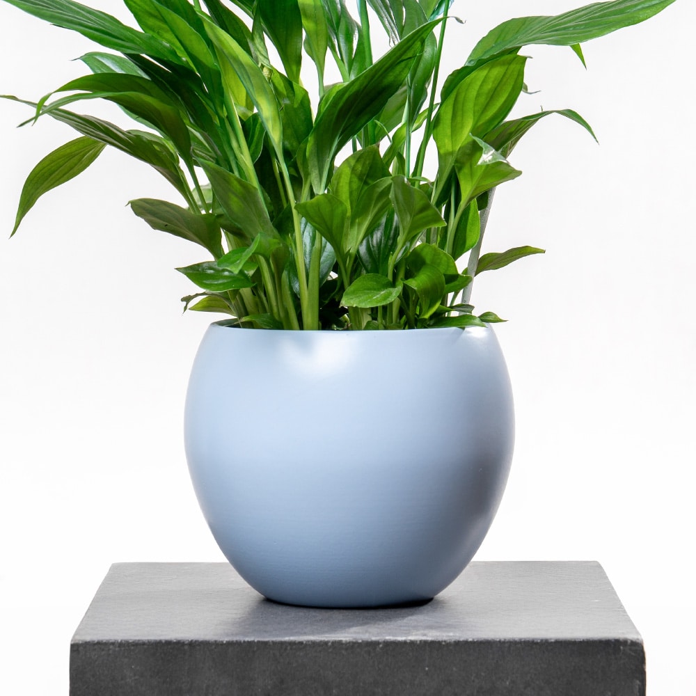 3.2 Spathiphyllum with Blue Ceramic Pot - 45 cm Height