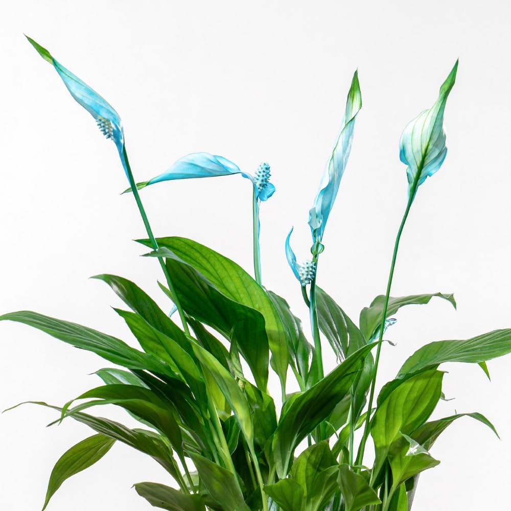 3.3 Spathiphyllum with Blue Ceramic Pot - 45 cm Height