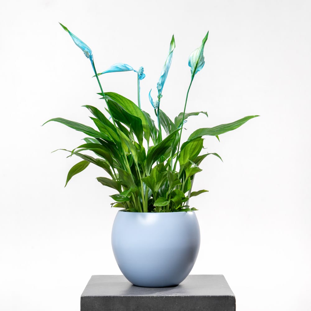 3Spathiphyllum with Blue Ceramic Pot - 45 cm Height Spathiphyllum with Blue Ceramic Pot - 45 cm Height