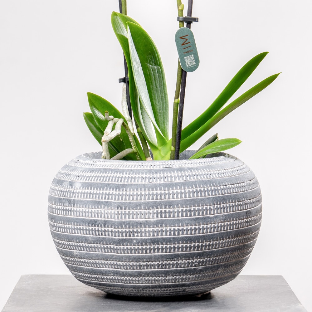 4.2 Phalaenopsis Orchid with Stylish Patterned Planter (H 38cm)